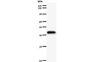 Western Blotting (WB) image for anti-Apoptosis Antagonizing Transcription Factor (AATF) antibody (ABIN930933) (AATF anticorps)