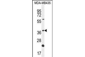 OR6V1 Antibody (C-term) (ABIN655020 and ABIN2844651) western blot analysis in MDA-M cell line lysates (35 μg/lane). (OR6V1 anticorps  (C-Term))
