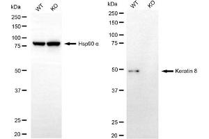 Western blotting analysis using keratin 8 antibody (ABIN7799190). (Recombinant KRT8 anticorps)