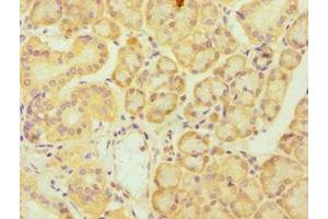Immunohistochemistry of paraffin-embedded human pancreatic tissue using ABIN7174019 at dilution of 1:100 (FES anticorps  (AA 120-420))