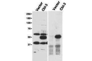 Immunoprecipitation and western blot using  Affinity Purified anti-Cbl-c antibody shows detection of a pre-dominant band at ~52 kDa corresponding to Cbl-c (arrowhead) in transfected cell lysates (left panel). (CBLC anticorps  (AA 444-458))