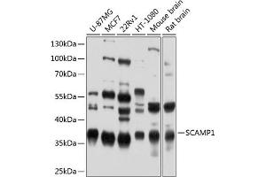 Western blot analysis of extracts of various cell lines, using SC antibody (ABIN6128700, ABIN6147407, ABIN6147408 and ABIN6224885) at 1:1000 dilution. (SCAMP1 anticorps  (AA 1-150))