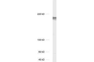 dilution: 1 : 1000, sample: unboiled rat hippocampus homogenate (TNIK anticorps)