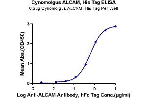 Immobilized Cynomolgus ALCAM, His Tag at 2 μg/mL (100 μL/Well) on the plate.