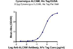 Immobilized Cynomolgus ALCAM, His Tag at 2 μg/mL (100 μL/Well) on the plate. (CD166 Protein (AA 28-527) (His tag))