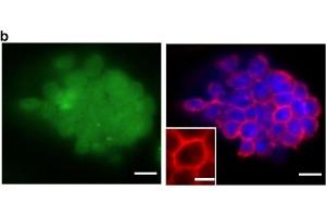 Generation of JellyOp expressing mouse ESCs and light-induced cAMP production in cardiomyocytes.