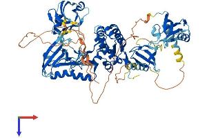 AlphaFold protein structure predicition of Human Recombinant DLG4 Protein, UniprotID P78352