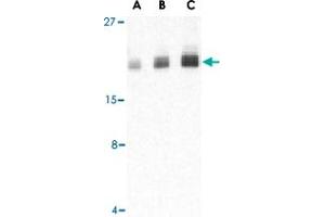 Western blot analysis of PTRH2 in Daudi cell lysate with PTRH2 polyclonal antibody  at (A) 1, (B) 2, and (C) 4 ug/mL . (PTRH2 anticorps  (Internal Region))