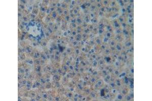 IHC-P analysis of Rat Tissue, with DAB staining. (EFNA4 anticorps  (AA 1-204))