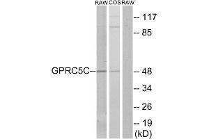 Western blot analysis of extracts from RAW264. (GPRC5C anticorps  (Internal Region))