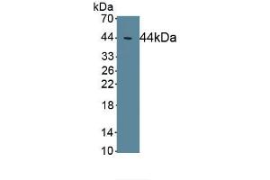 Detection of Recombinant EAAT2, Human using Polyclonal Antibody to Excitatory Amino Acid Transporter 2 (EAAT2) (SLC1A2 anticorps  (AA 1-44))