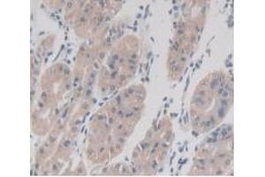 Detection of TMEM27 in Human Stomach Tissue using Monoclonal Antibody to Transmembrane Protein 27 (TMEM27) (TMEM27 anticorps  (AA 17-137))