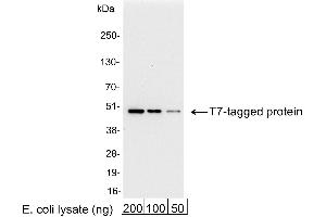anti-T7-Tag antibody
