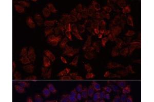 Immunofluorescence analysis of HeLa cells using ARF5 Polyclonal Antibody at dilution of 1:100. (ARF5 anticorps)