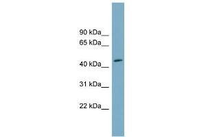 WB Suggested Anti-FAM53C Antibody Titration: 0. (FAM53C anticorps  (N-Term))