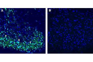 Expression of C3aR1 in rat spinal cord.