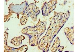 Immunohistochemistry of paraffin-embedded human placenta tissue using ABIN7170623 at dilution of 1:100 (SF3B3 anticorps  (AA 948-1217))