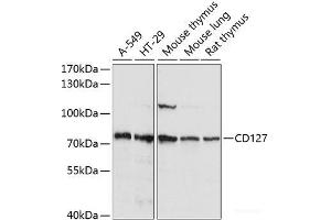 Western blot analysis of extracts of various cell lines using CD127 Polyclonal Antibody at dilution of 1:1000. (IL7R anticorps)