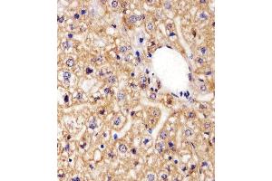 Immunohistochemical analysis of paraffin-embedded M.