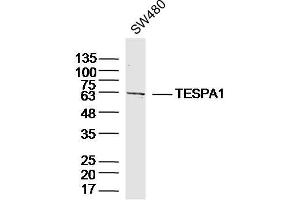 SW480 lysates probed with TESPA1 Polyclonal Antibody, Unconjugated  at 1:300 dilution and 4˚C overnight incubation. (TESPA1 anticorps  (AA 231-330))