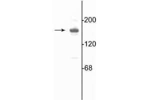 Western blot of 10 µg of rat hippocampal lysate showing specific immunolabeling of the ~180 kDa NR2A subunit of the NMDA receptor. (NMDAR2A anticorps  (C-Term))