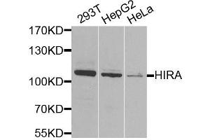 Western blot analysis of extracts of various cell lines, using HIRA antibody. (HIRA anticorps  (AA 250-550))