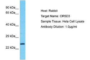 Host: Rabbit Target Name: OR5D3 Sample Type: Hela Whole Cell lysates Antibody Dilution: 1. (OR5D3P anticorps  (Middle Region))