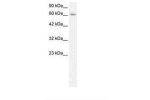 Image no. 1 for anti-Chromosome 14 Open Reading Frame 169 (C14orf169) (AA 67-116) antibody (ABIN202845) (C14orf169 + NO66 anticorps  (AA 67-116))