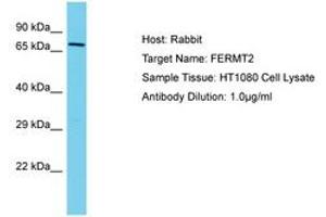 Image no. 1 for anti-Fermitin Family Member 2 (FERMT2) (AA 402-451) antibody (ABIN6750563) (FERMT2 anticorps  (AA 402-451))
