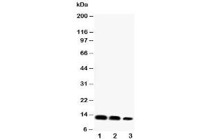 Western blot testing of CXCL16 antibody and Lane 1:  recombinant mouse protein 10ng (CXCL16 anticorps  (Middle Region))
