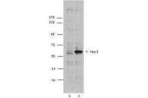 anti-XBP-1s antibody