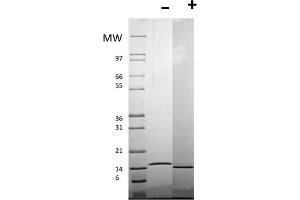 SDS-PAGE of Human CD40 Ligand Recombinant Protein (Animal Free) SDS-PAGE of Human AF CD40 Ligand Recombinant Protein.