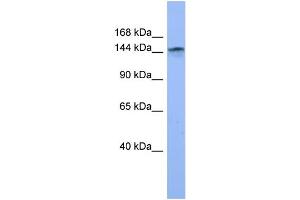 WB Suggested Anti-COL4A3 Antibody Titration: 0. (COL4a3 anticorps  (Middle Region))