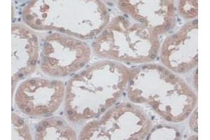IHC-P analysis of Human Kidney Tissue, with DAB staining. (CD300c anticorps  (AA 21-183))