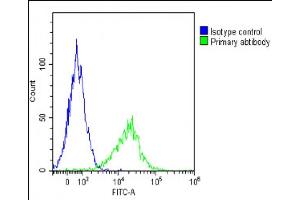 Overlay histogram showing 293T/17 cells stained with (ABIN6244230 and ABIN6578808)(green line). (GGT3P anticorps  (AA 471-502))