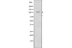 Western blot analysis of extracts from 293 cells, using ZC3H7B antibody. (ZC3H7B anticorps  (C-Term))