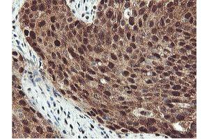 Image no. 13 for anti-Proteasome (Prosome, Macropain) Subunit, beta Type, 7 (PSMB7) (AA 58-277) antibody (ABIN1491598)