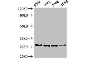 anti-ZapA (AA 1-85) antibody
