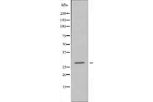Western blot analysis of extracts from HepG2 cells using 14-3-3 β antibody. (YWHAB anticorps  (C-Term))