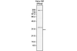 Western Blot of anti-SKI8 antibody Western Blot results of Rabbit anti-SKI8 antibody. (WDR61 anticorps)