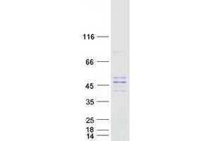 Validation with Western Blot (PMPCB Protein (Myc-DYKDDDDK Tag))