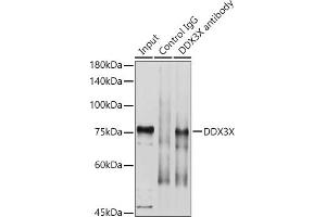 Immunoprecipitation analysis of 600 μg extracts of Mouse brain using 3 μg DDX3X antibody (ABIN6130252, ABIN6139494, ABIN6139495 and ABIN6221274).