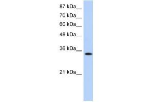 MBNL1 antibody used at 0. (MBNL1 anticorps)