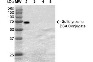 Western Blot analysis of Sulfotyrosine-BSA Conjugate showing detection of 67 kDa Sulfotyrosine-BSA using Mouse Anti-Sulfotyrosine Monoclonal Antibody, Clone 7C5 . (Sulfotyrosine anticorps)