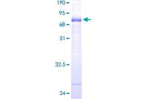 Image no. 1 for phosphorylase Kinase, gamma 1 (Muscle) (PHKG1) (AA 1-387) protein (GST tag) (ABIN1314922)