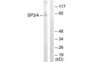 Western blot analysis of extracts from Jurkat cells, using SP3/4 antibody. (SP3/SP4 anticorps  (C-Term))