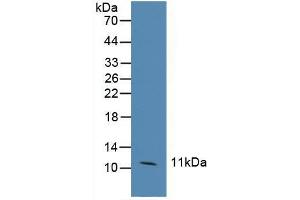 Figure. (CCL6 anticorps  (AA 21-115))