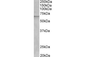 Antibody (1µg/ml) staining of fetal Mouse Liver lysate (35µg protein in RIPA buffer).