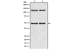 All Lanes: NF-κB p105/p50 Antibody at 1/ 1000 dilution.