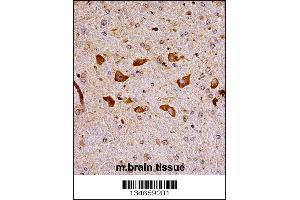 Mouse Pak7 Antibody immunohistochemistry analysis in formalin fixed and paraffin embedded mouse brain tissue followed by peroxidase conjugation of the secondary antibody and DAB staining. (PAK7 anticorps  (N-Term))
